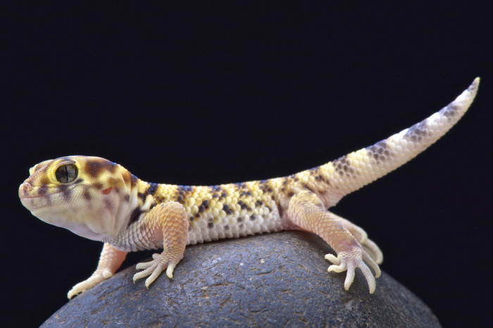 Gekon zázračný, foto: Shutterstock