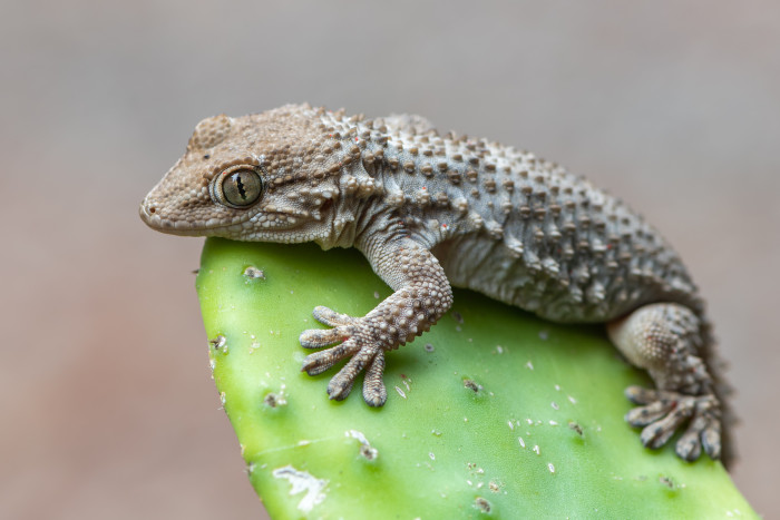 Gekon zední, foto: Shutterstock