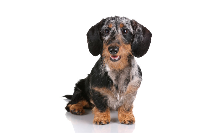 Drsnosrstý jezevčík, foto: Shutterstock