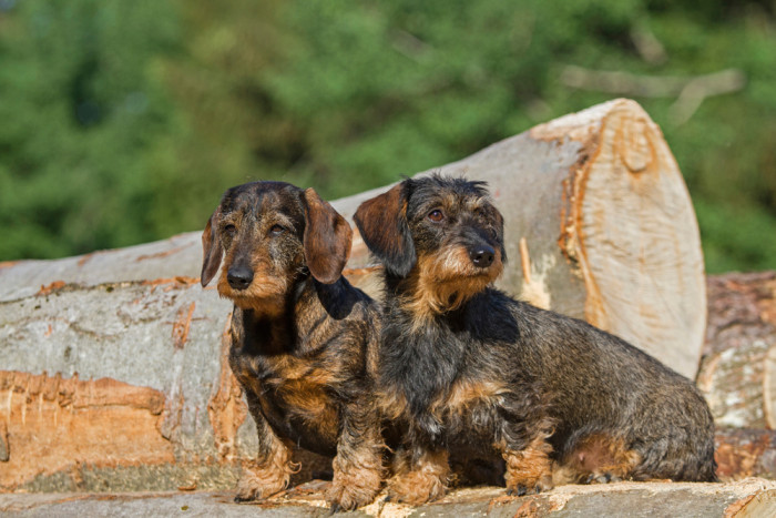 Drsnosrstý jezevčík, foto: Shutterstock