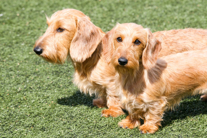 Drsnosrstý jezevčík, foto: Shutterstock