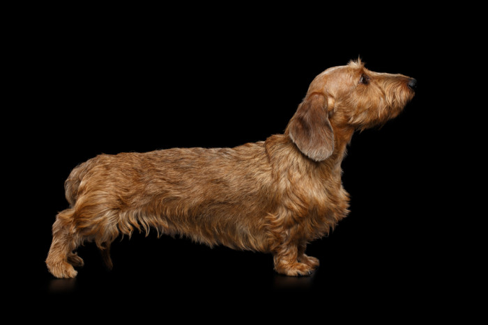 Drsnosrstý jezevčík, foto: Shutterstock