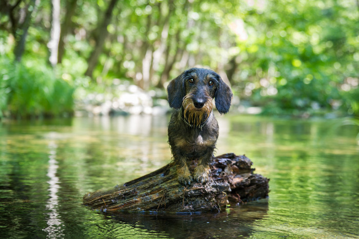 Drsnosrstý jezevčík, foto: Shutterstock