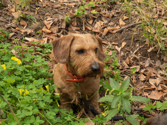 Drsnosrstý jezevčík, foto: Shutterstock