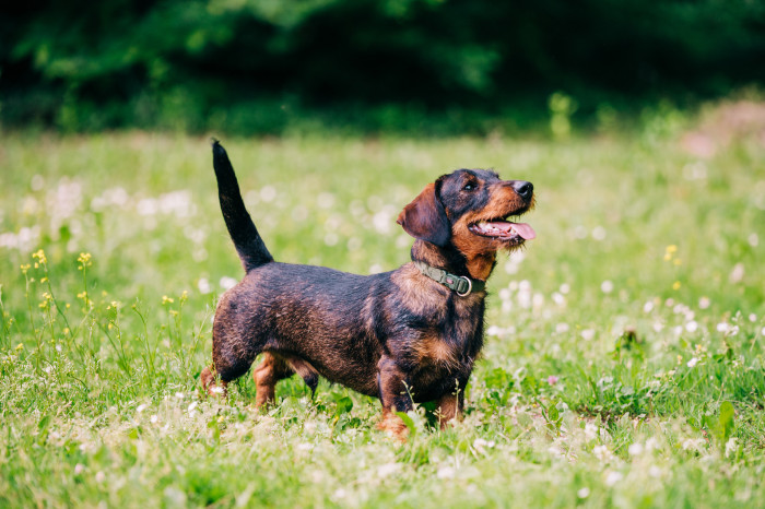 Drsnosrstý jezevčík, foto: Shutterstock