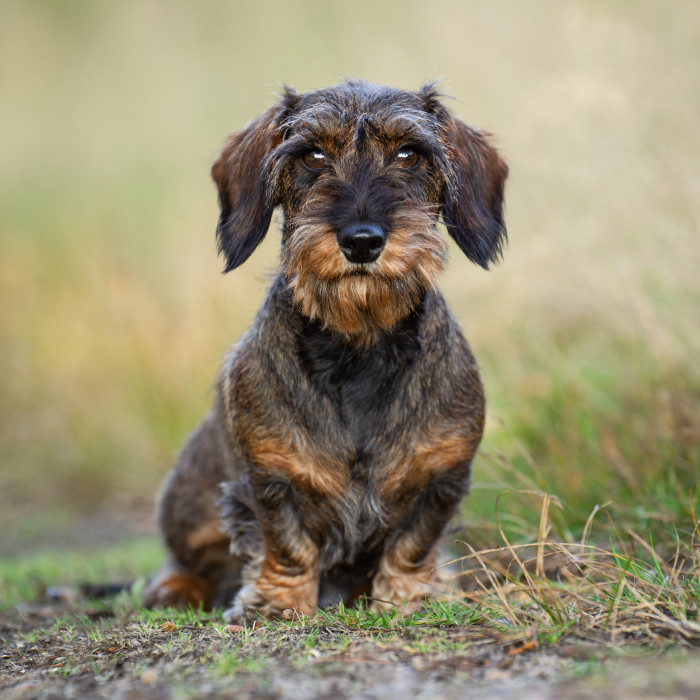 Drsnosrstý jezevčík, foto: Shutterstock