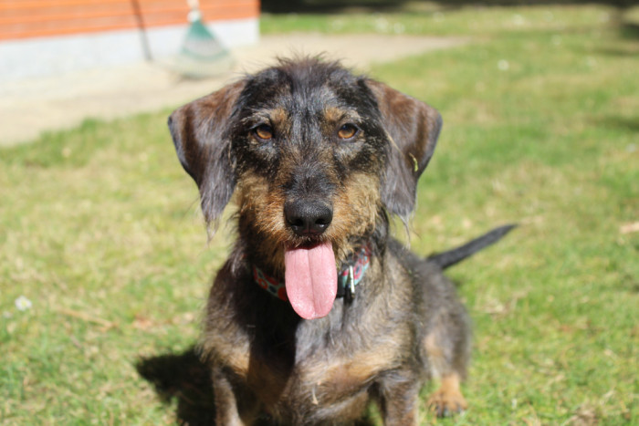 Drsnosrstý jezevčík, foto: Shutterstock