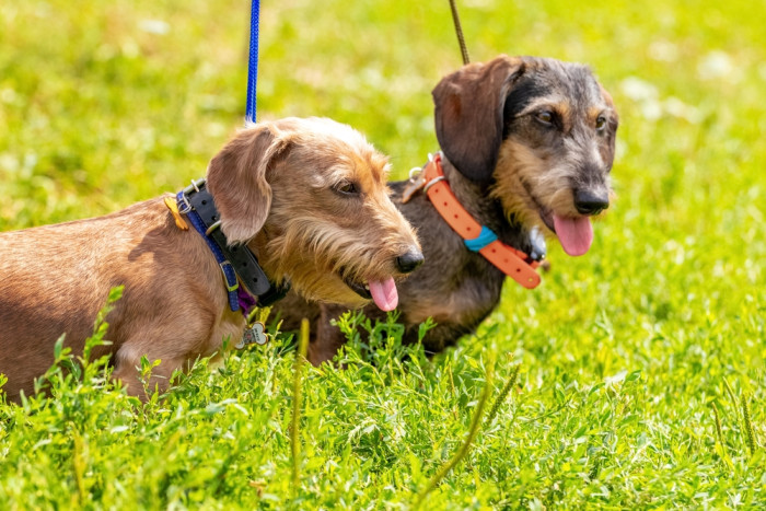 Drsnosrstý jezevčík, foto: Shutterstock