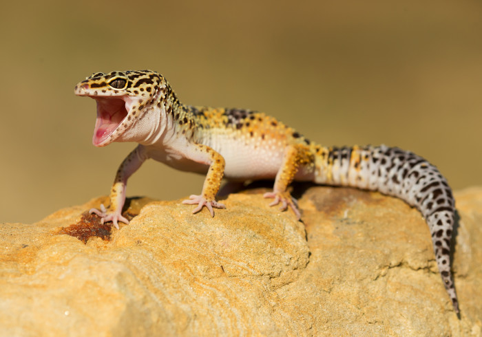 Gekončík noční, foto: Shutterstock