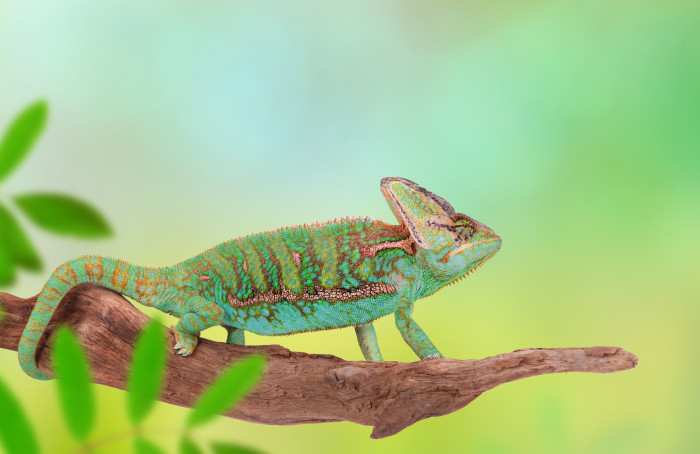 Chameleon jemenský, foto: Shutterstock