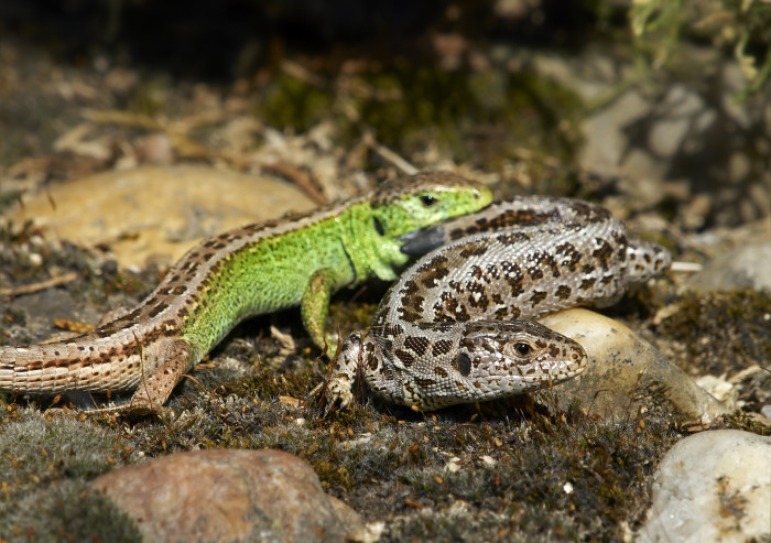 Ještěrka obecná - pár, foto: Shutterstock
