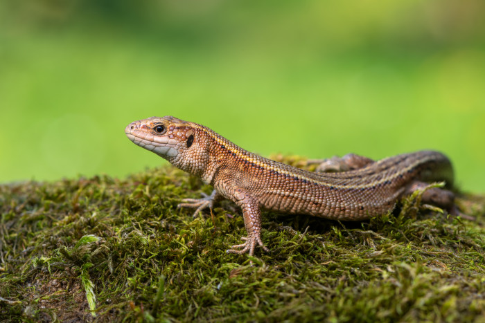 Ještěrka živorodá, foto: Shutterstock