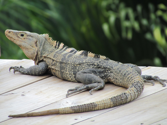 Leguán černý, foto: Shutterstock