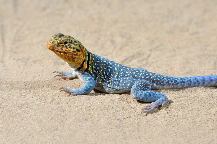 Leguánek obojkový, foto: Shutterstock