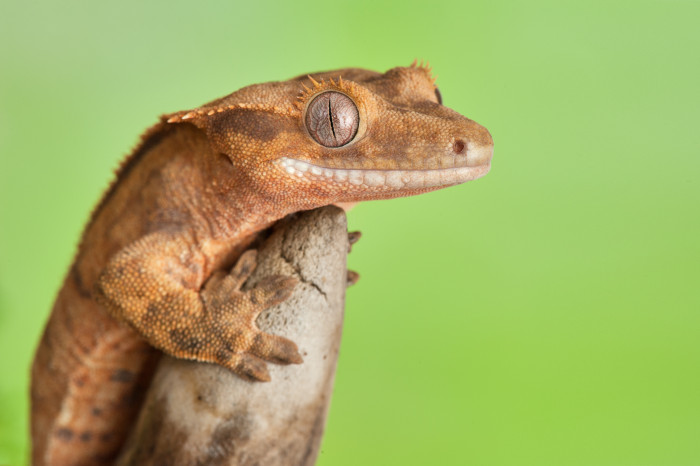 Pagekon řasnatý, foto: Shutterstock