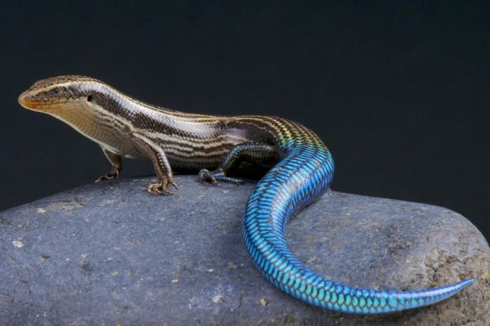 Scink šestipruhý, foto: Shutterstock