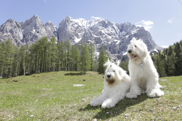 Jihoruský ovčák, foto: Shutterstock