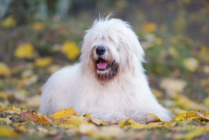 Jihoruský ovčák, foto: Shutterstock
