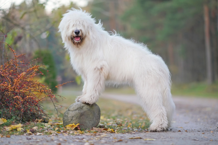 Jihoruský ovčák, foto: Shutterstock