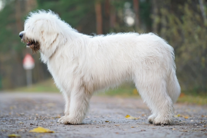 Jihoruský ovčák, foto: Shutterstock