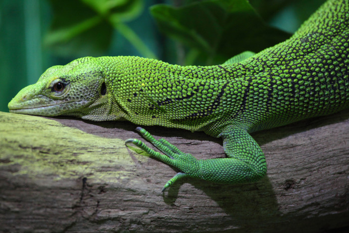 Varan smaragdový, foto: Shutterstock
