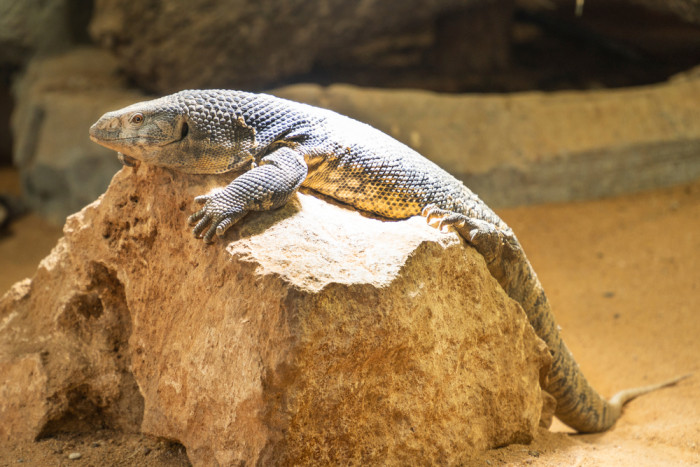 Varan stepní, foto: Shutterstock