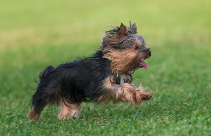 Jorkšírský teriér, foto: Shutterstock