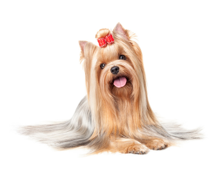 Jorkšírský teriér, foto: Shutterstock