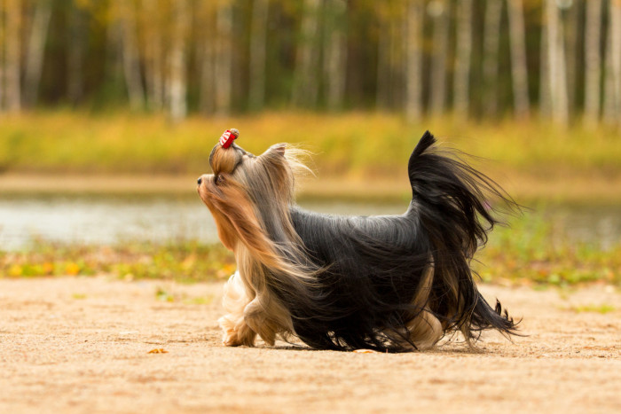 Jorkšírský teriér, foto: Shutterstock