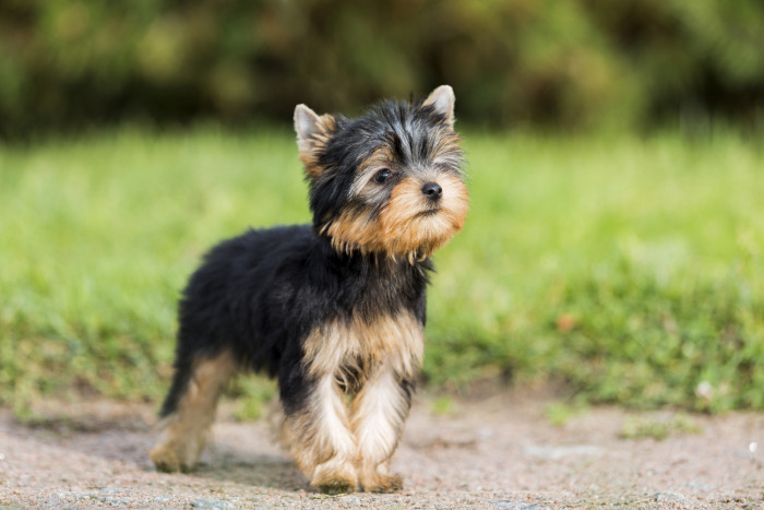 Jorkšírský teriér - štěně - foto: Shutterstock