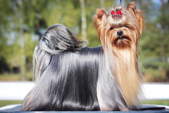 Jorkšírský teriér, foto: Shutterstock
