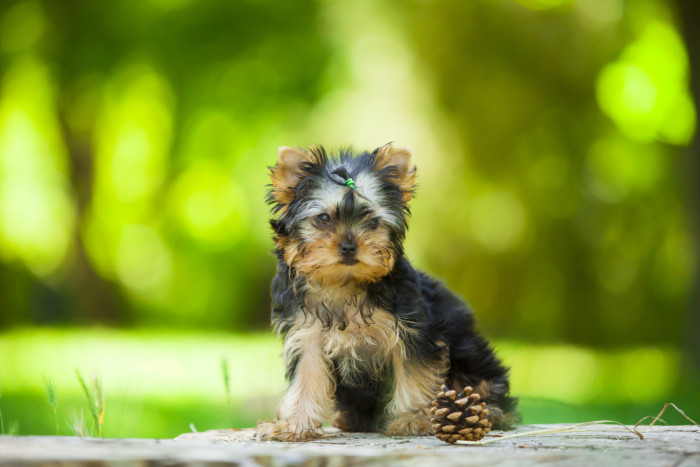 Jorkšírský teriér - štěně - foto: Shutterstock