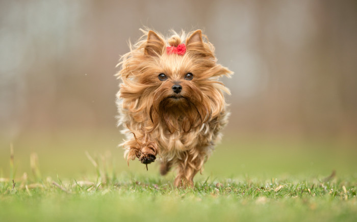 Jorkšírský teriér, foto: Shutterstock