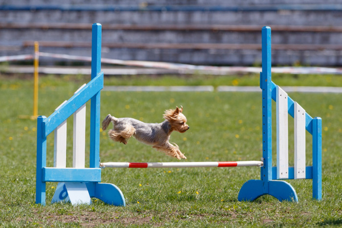 Navzdory svému křehkému zevnějšku jsou jorkšírci aktivní psíci, kteří se mohou uplatnit i ve sportu. Foto: Shutterstock