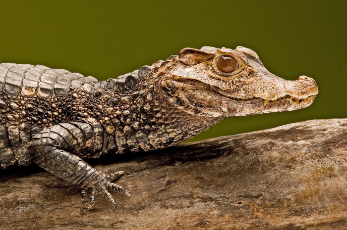 Kajmánek trpasličí, foto: Shutterstock