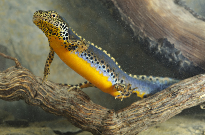 Čolek horský, foto: Shutterstock