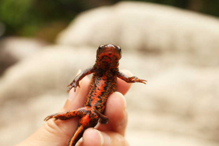 Čolek ohňobřichý, foto: Shutterstock