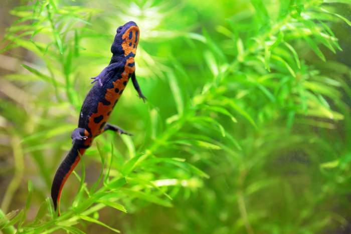 Čolek východní, foto: Shutterstock