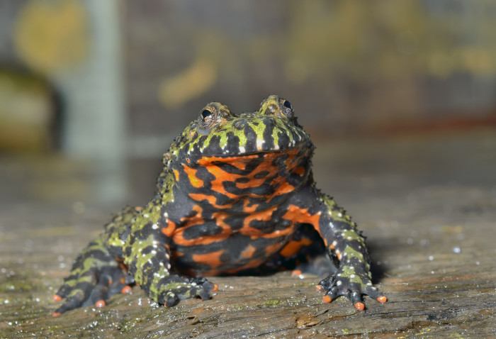 Kuňka východní, foto: Shutterstock