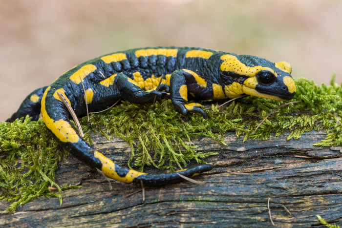 Mlok skvrnitý, foto: Shutterstock