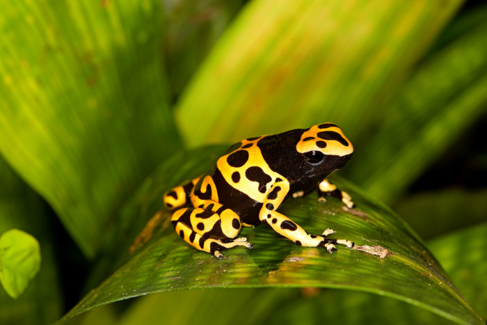 Pralesnička harlekýn, foto: Shutterstock