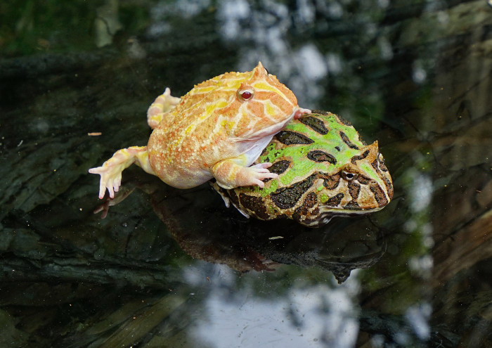 Rohatka ozdobná, foto: Shutterstock