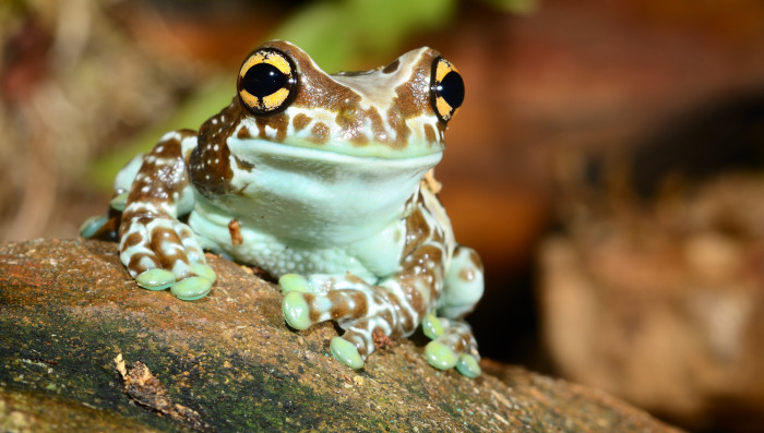 Rosnička včelí, foto: Shutterstock