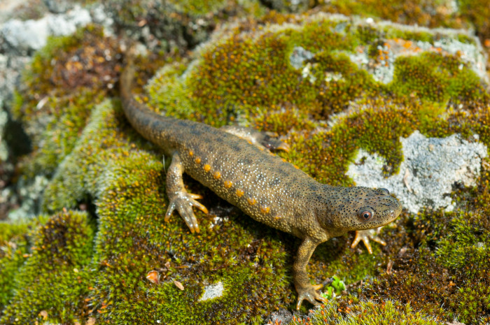 Žebrovník Waltlův, foto: Shutterstock