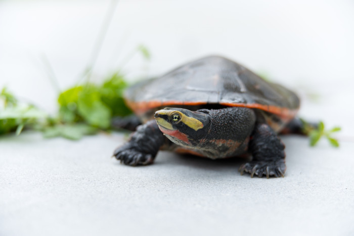 Emydura červenobřichá, foto: Shutterstock