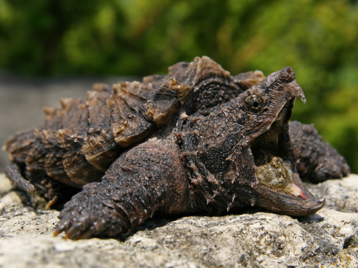 Kajmanka supí, foto: Shutterstock
