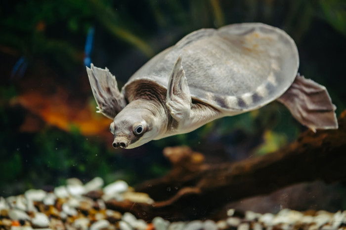 Karetka novoguinejská, foto: Shutterstock