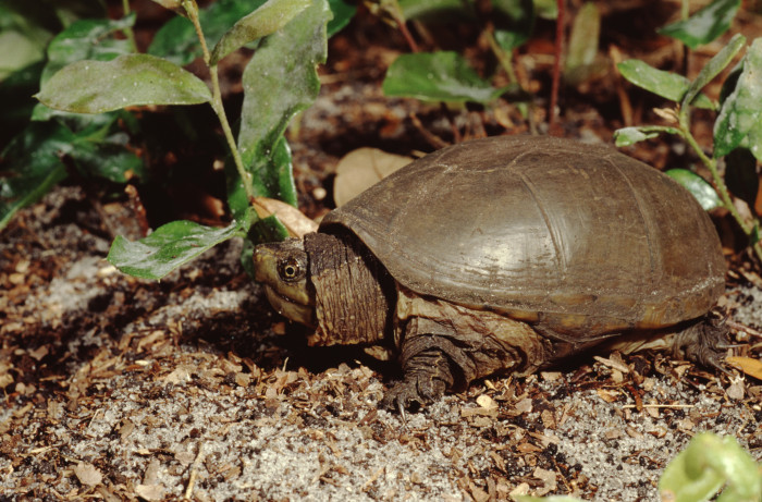 Klapavka americká, foto: Shutterstock