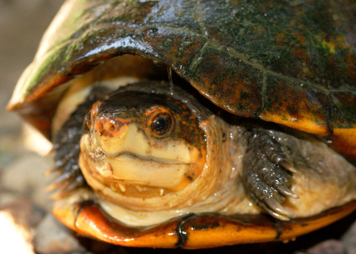 Klapavka běloústá, foto: Shutterstock