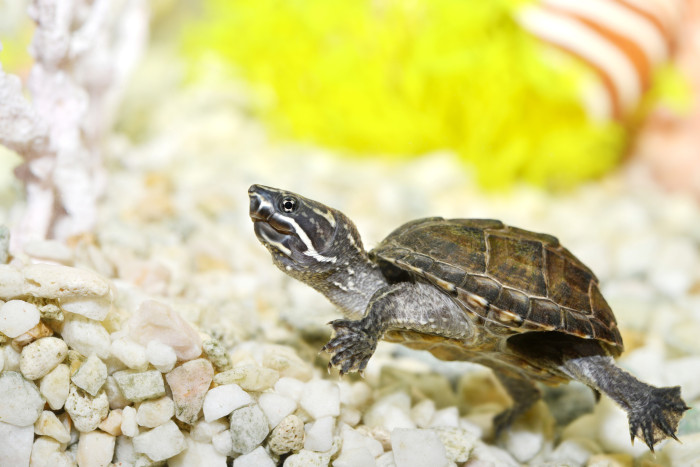 Klapavka obecná, foto: Shutterstock